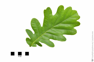 Chêne pédonculé - feuille sur fond blanc (Quercus robur)
